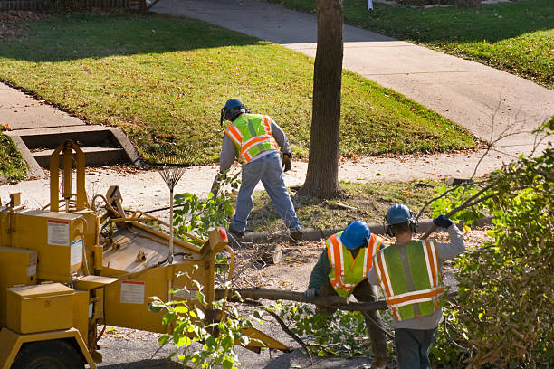 How Our Tree Care Process Works  in  Summit Park, UT